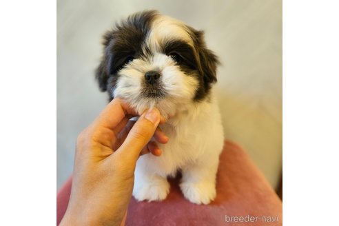 成約済の北海道のミックス犬-273660の1枚目